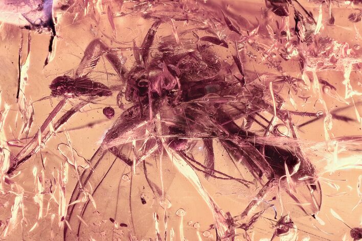 Fossil Spider, True Midges, and Fungus Gnats In Baltic Amber #310916